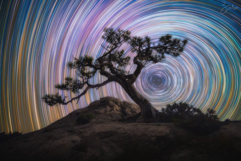 звездные следы, ночь, астрофотография, долгая выдержка, крым, космос, караул-оба, новый свет, сосна, дерево, startrails, night, long exposure, pine, crimea Звездные следы над пиком Космос фото превью