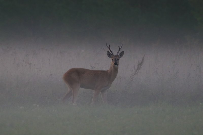 про косуль и зайца фото превью