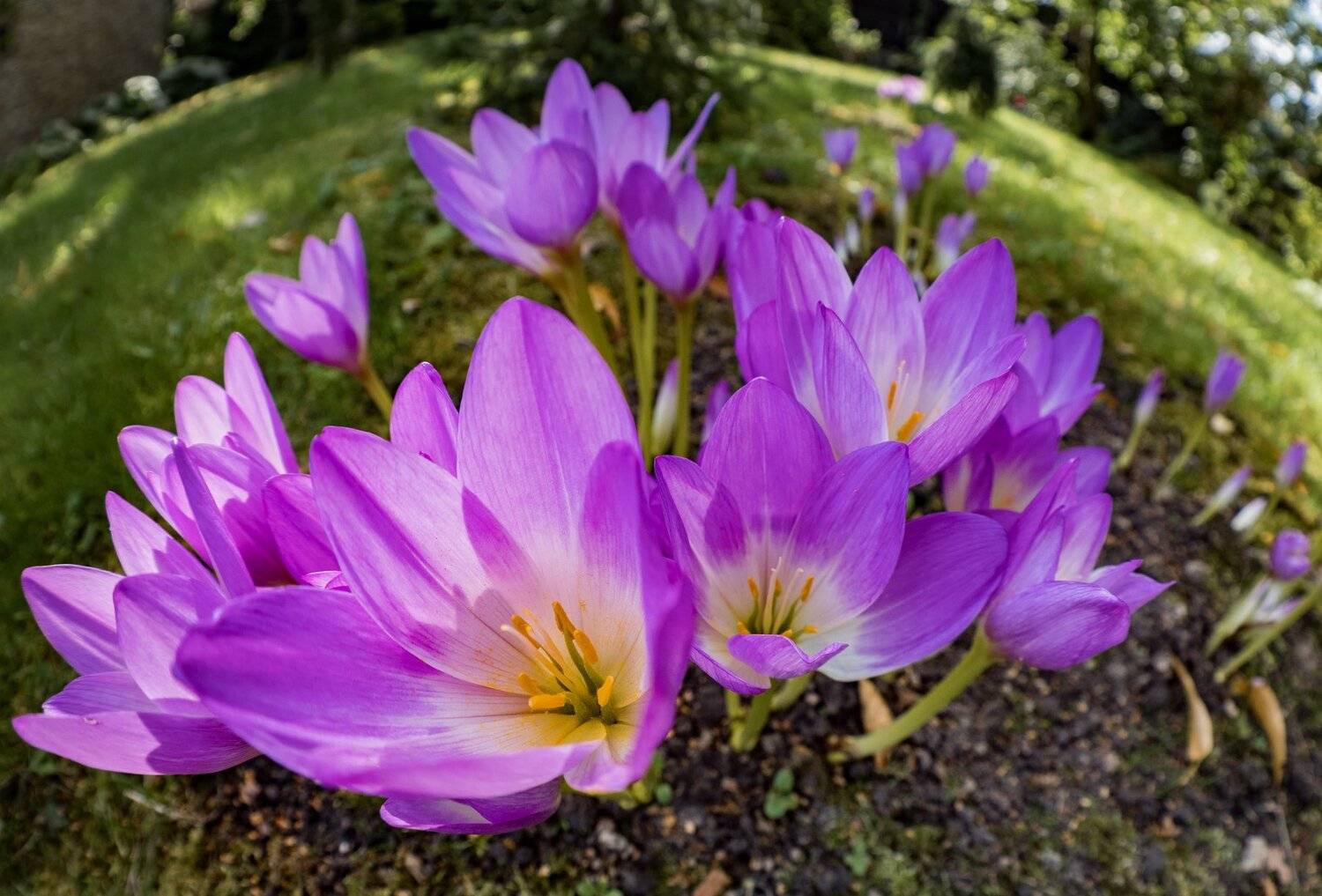 , Курлянцев Алексей