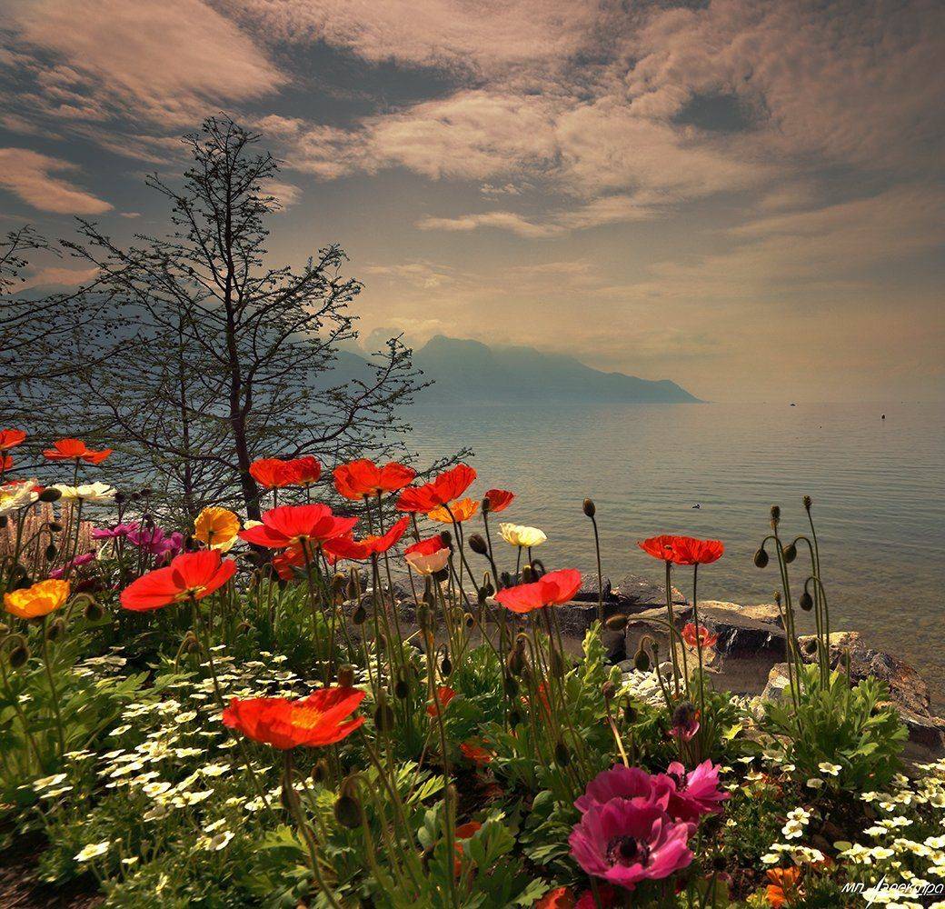 swiss, Матвеев Николай