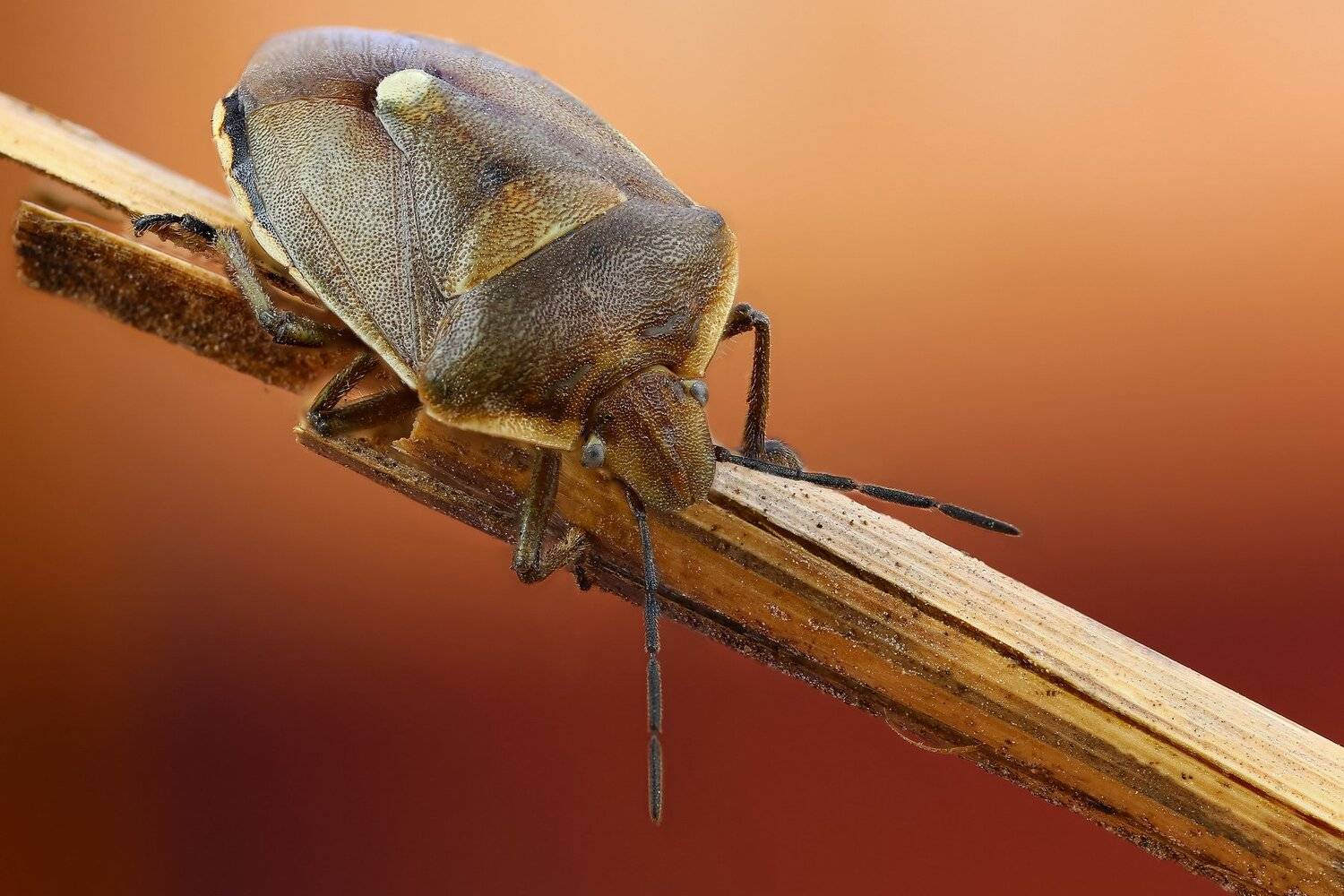 макро,природа,животное,растение,насекомое,клоп,ветка,цвет,коричневый, Андрей Шаповалов