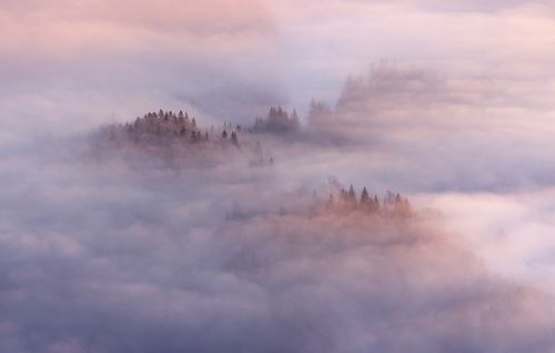 Pure Morning