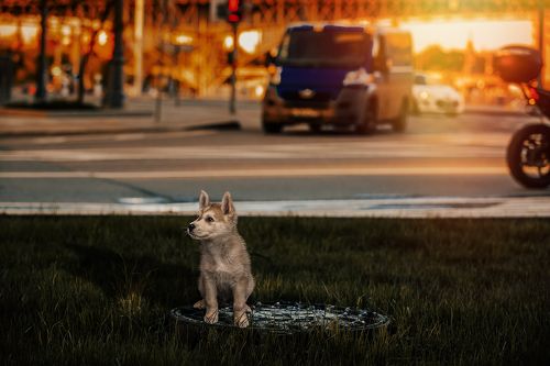 В поисках настоящего друга