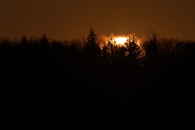 лес, ели, закат, солнце, солнечный диск, силуэты Закат с древними фото превью