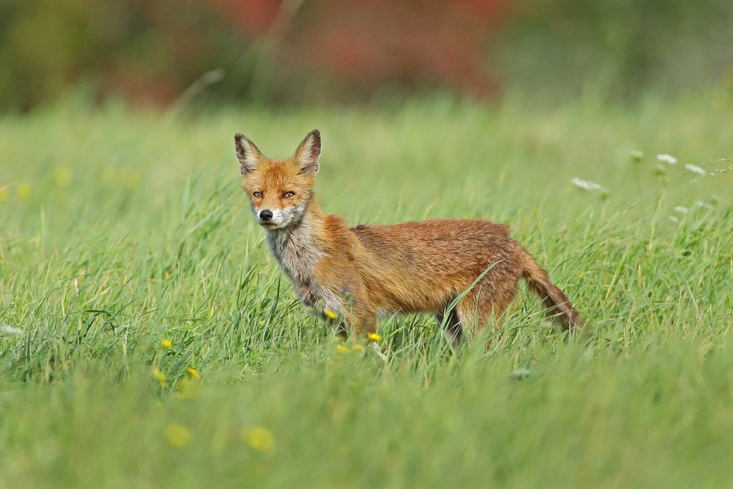 , Александр Гусар