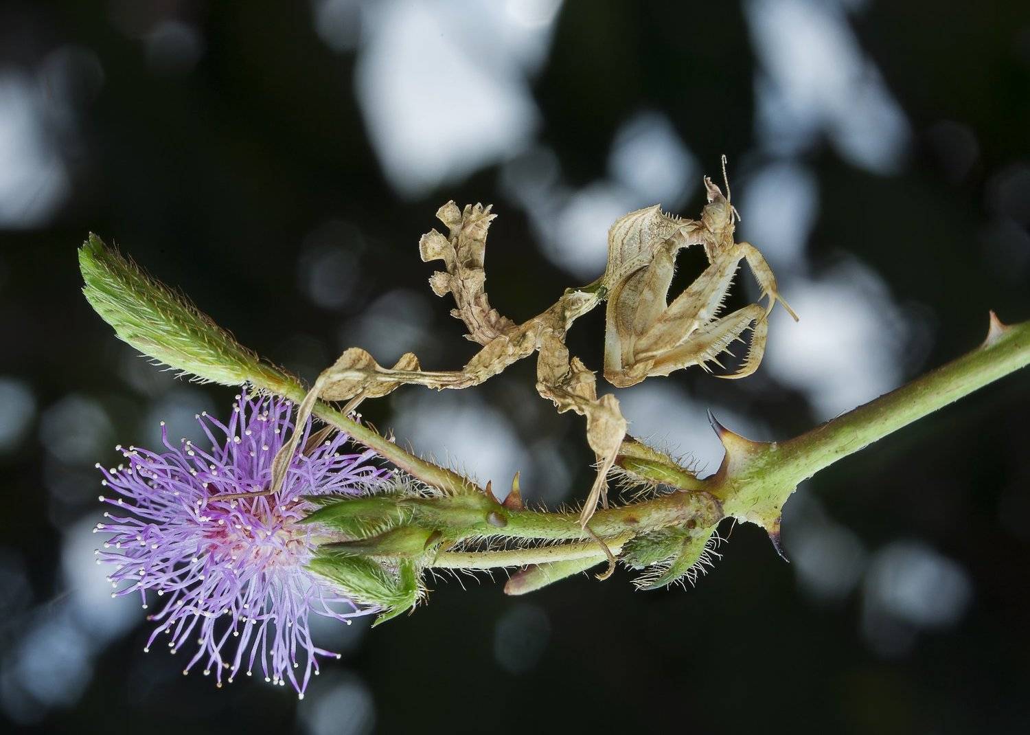 #mantis#macro#colors, Choo How Lim