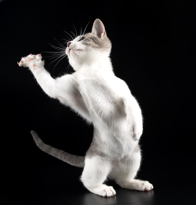 кошка, котенок, сats, домашнии любимцы, котенок, kitten Kitten Sage. Котенок Сэйдж фото превью