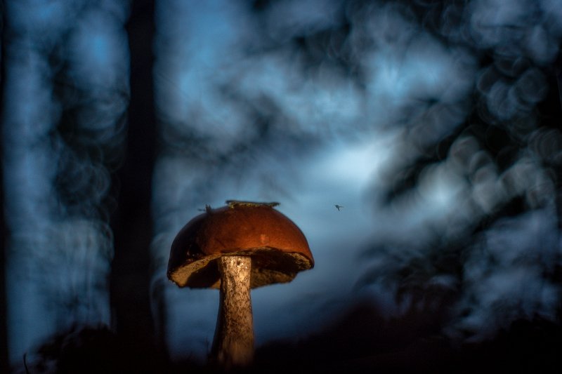 В лесу на закате фото превью