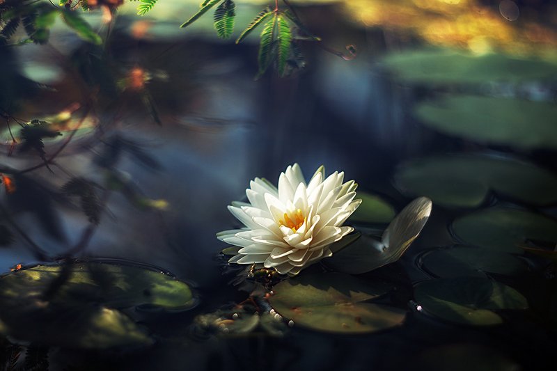 * фото превью