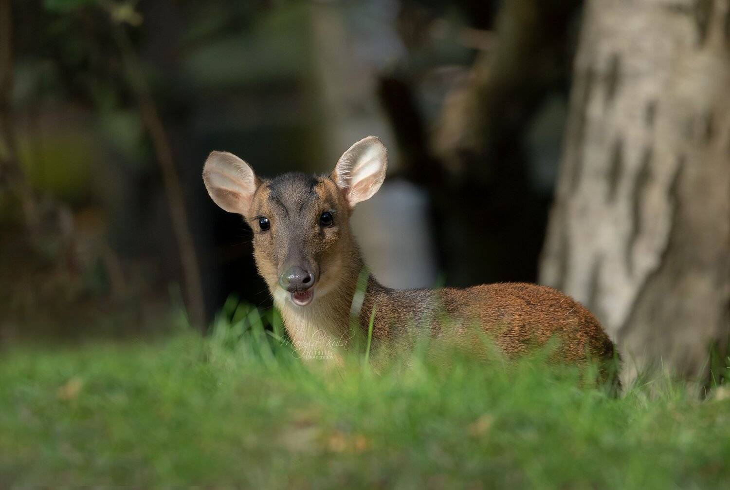 muntjac, deer, animal, nature, wildlife,, MARIA KULA