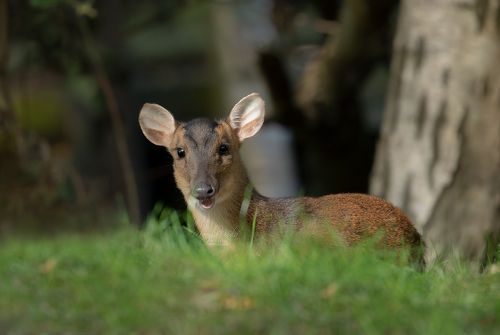 Muntjac deer