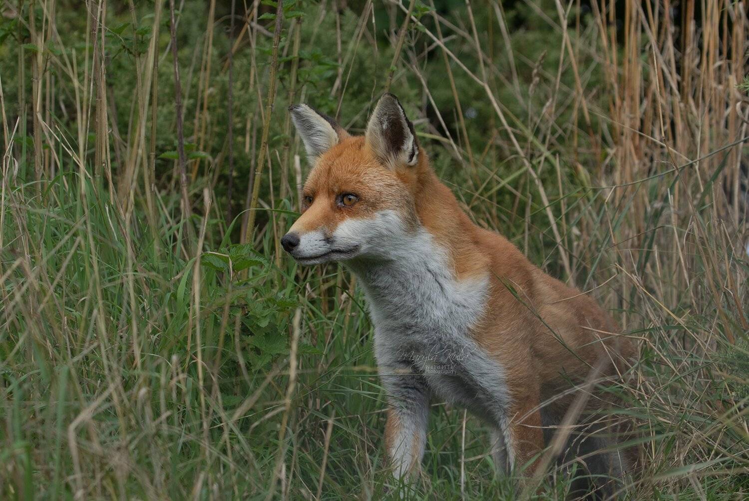 fox, animal, nature, wildlife, MARIA KULA