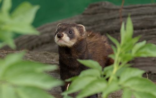 Polecat
