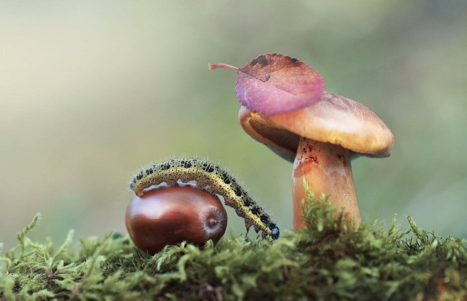 , Лапшина Владлена