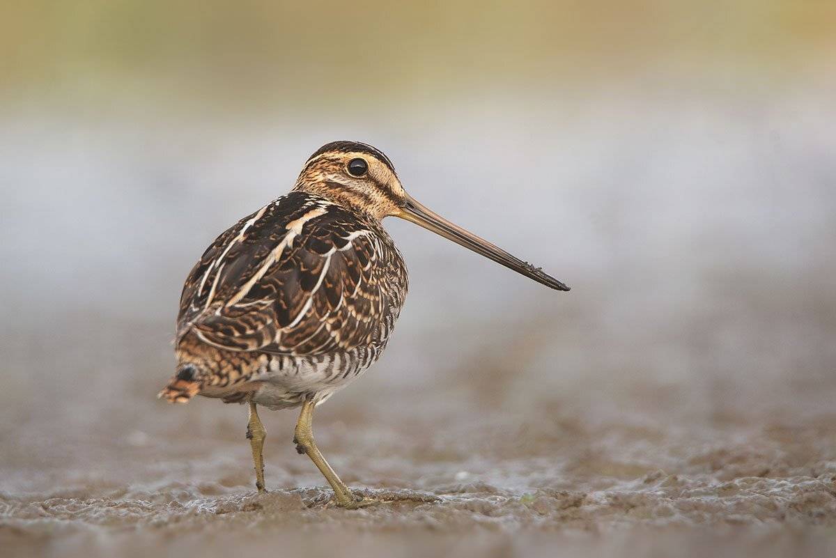 , Arkadiusz Michalak