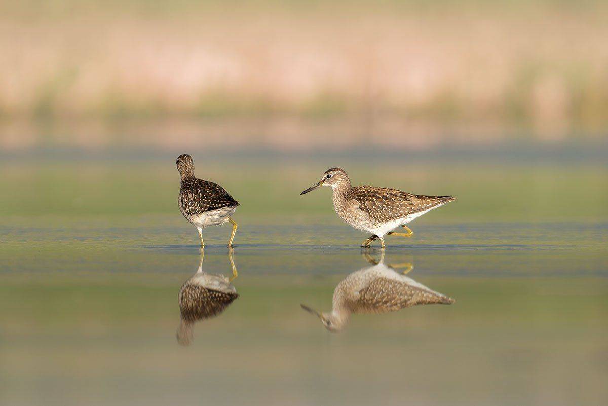 , Arkadiusz Michalak