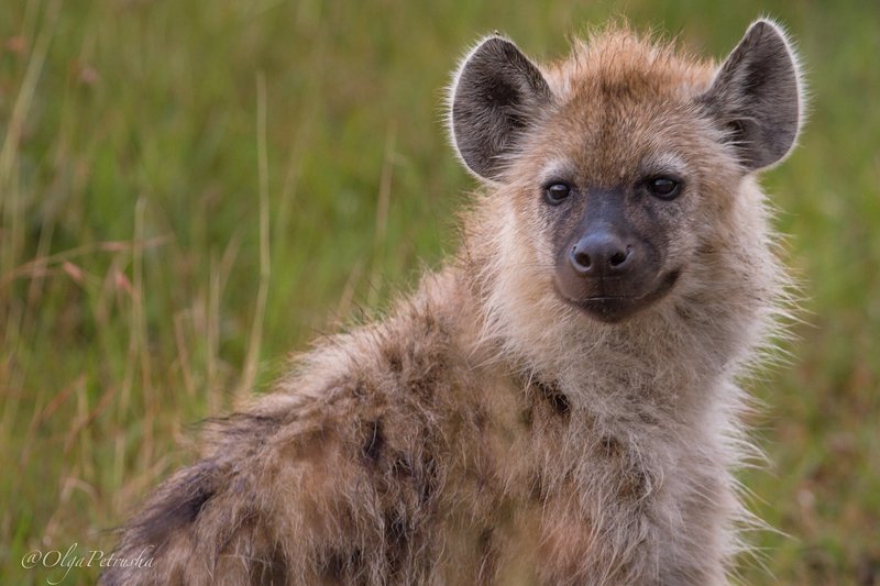 гиена, дикие_животные, саванна, африка Гиена. фото превью