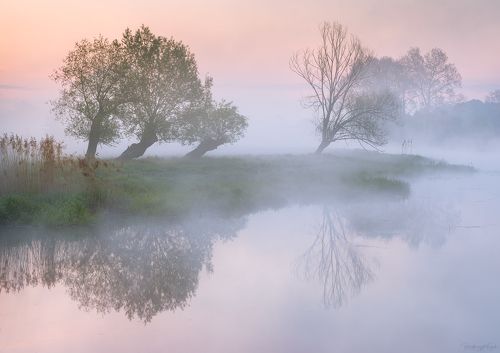 Willows