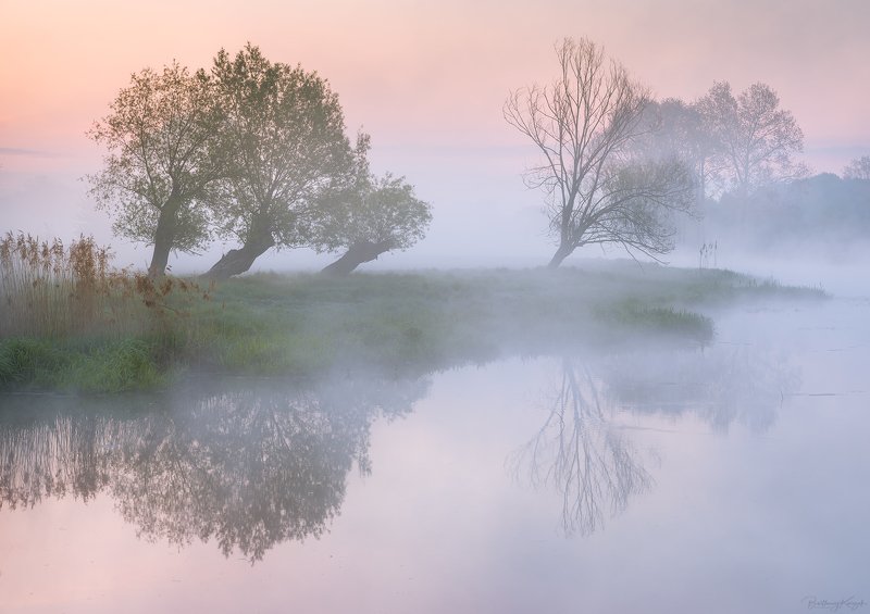 willow, morning, river, nature, silence Willows фото превью