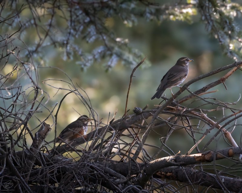 Iceland,birds Couple фото превью