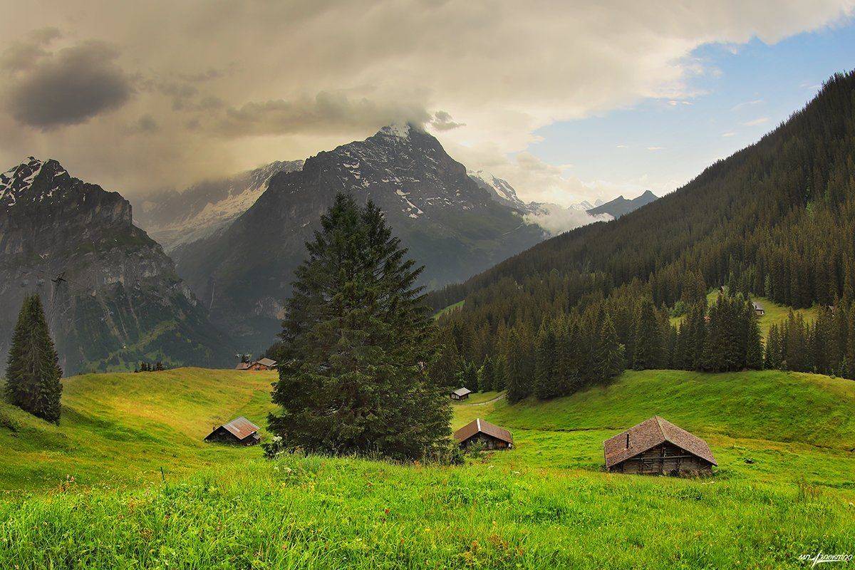 swiss, Матвеев Николай