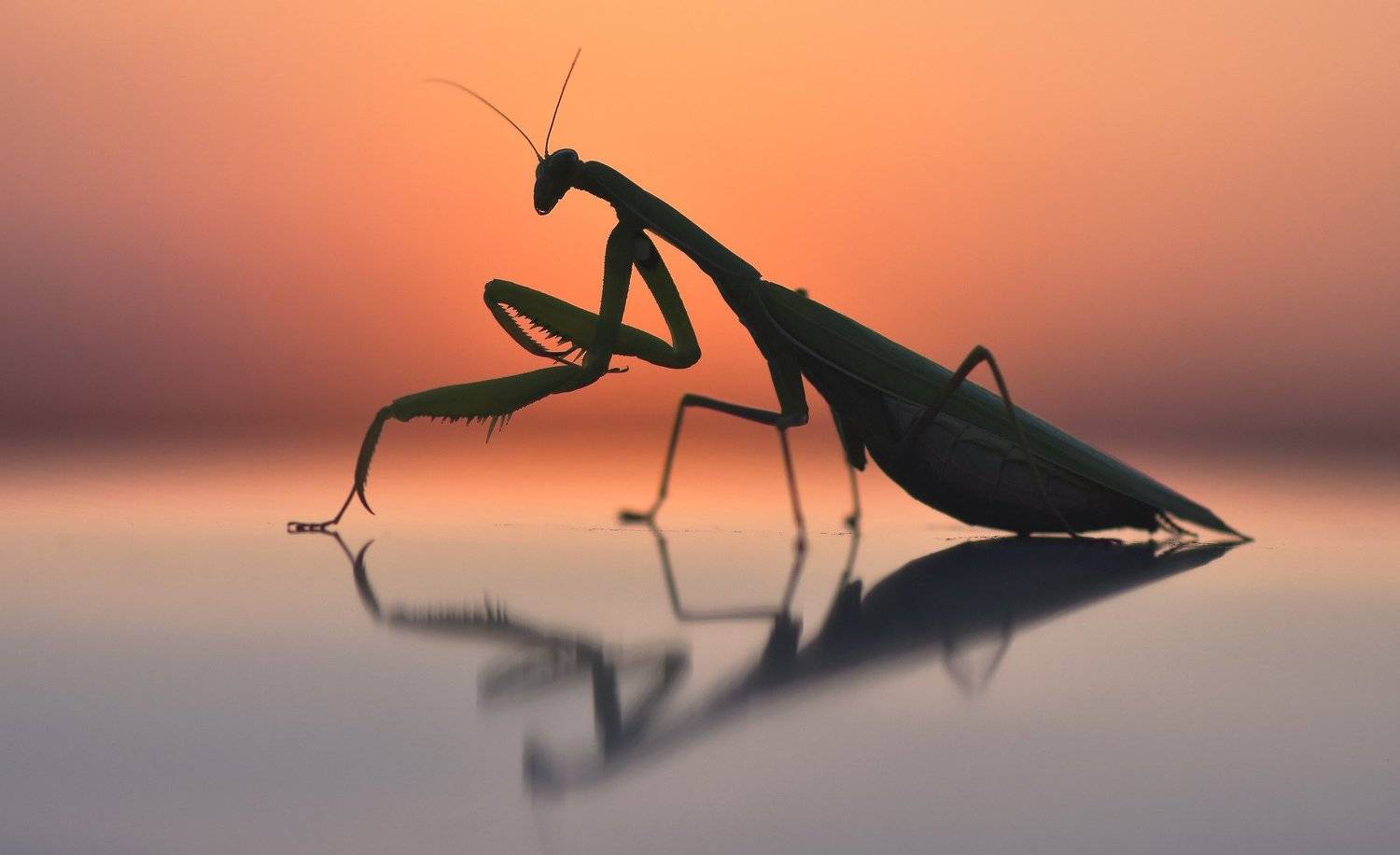 , Макеев Алексей