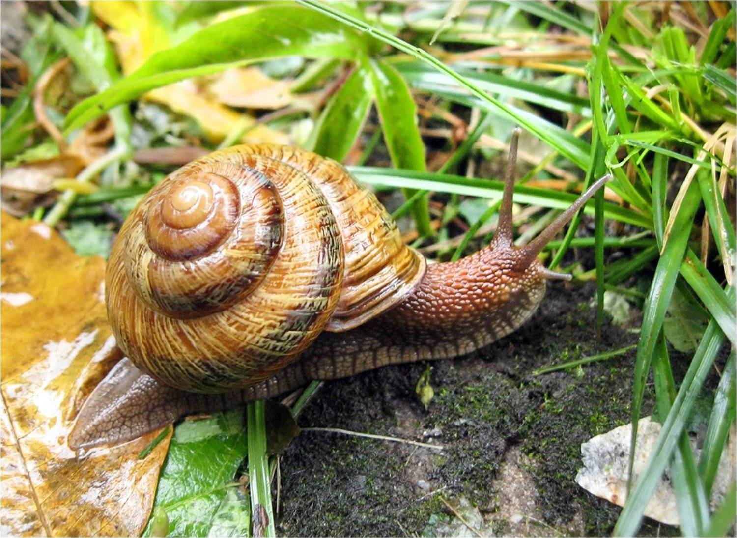 улитка, КарОл