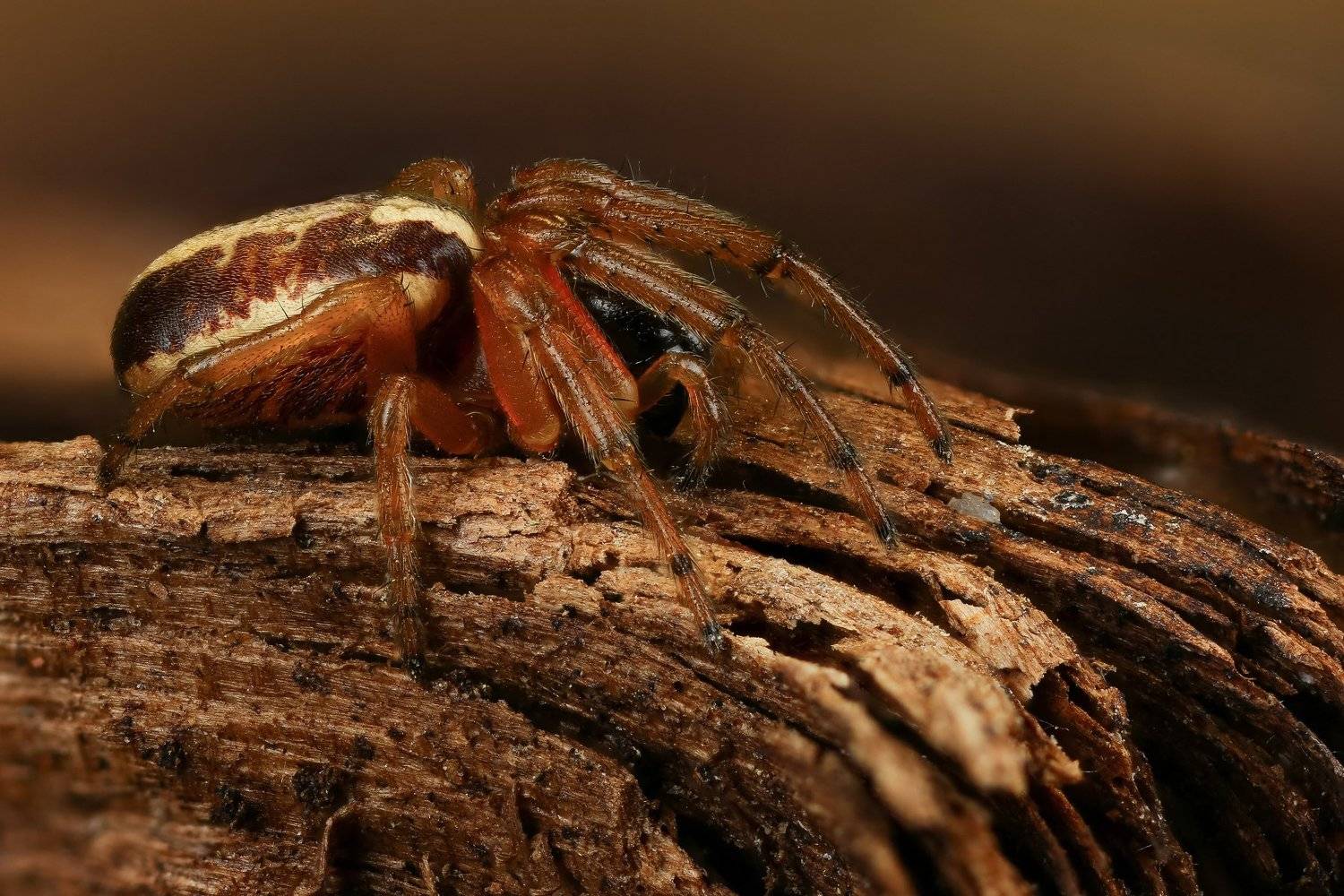 макро,природа,паук,арахнид,цвет,оранжевый,черный,животное, Андрей Шаповалов