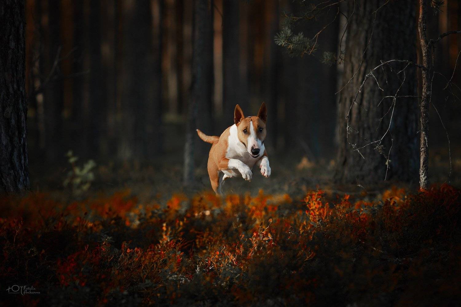 , Наталия Поникарова