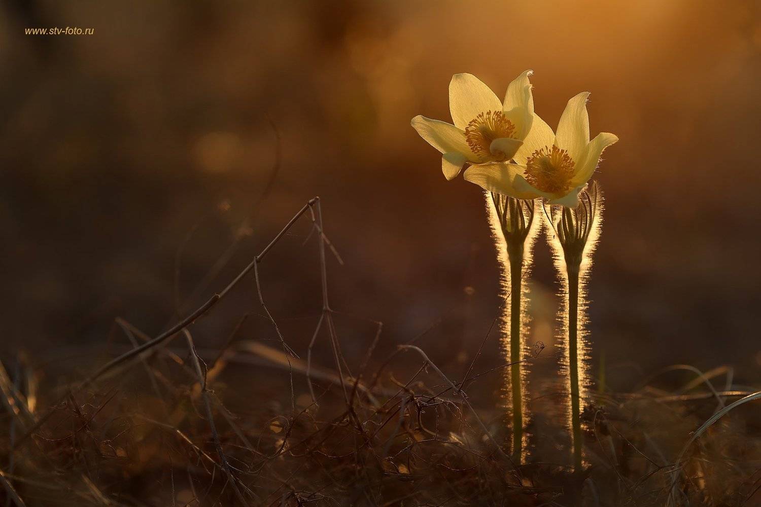 макро, природа, цветы, подснежники, сон-трава, весна, Sokolova Tatiana