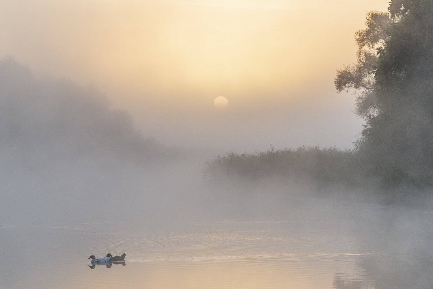 , Дмитрий Новоселов