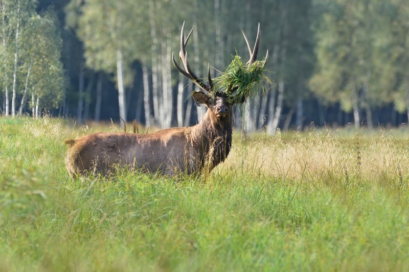 лес,животные,олень модный причесон фото превью