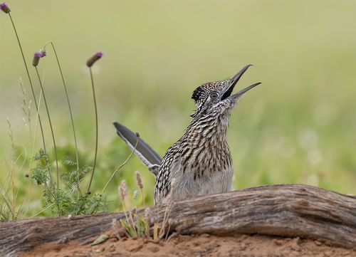 Greater Roadrunner - Калифорнийская земляная кукушка.