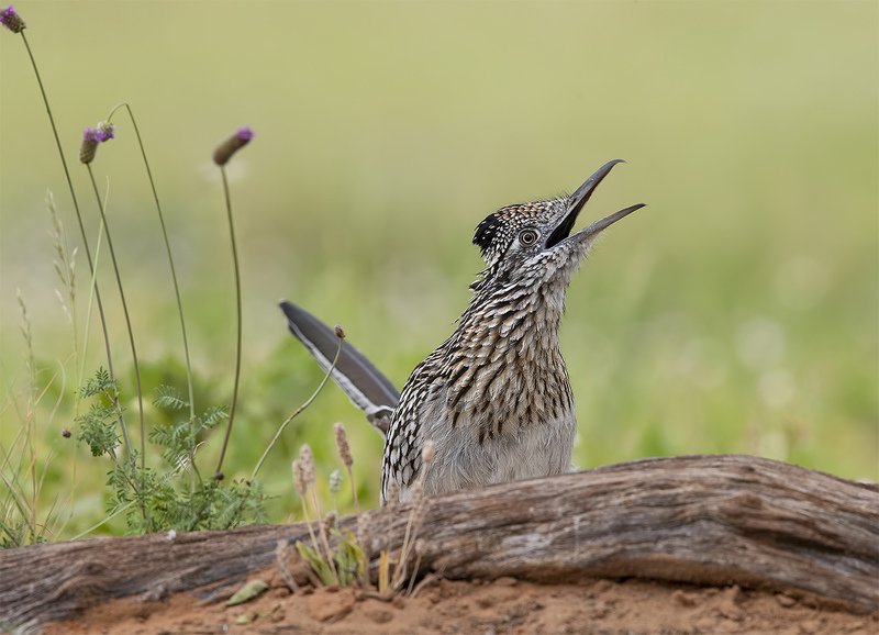 greater roadrunner, roadrunner, tx, texas Greater Roadrunner - Калифорнийская земляная кукушка. фото превью