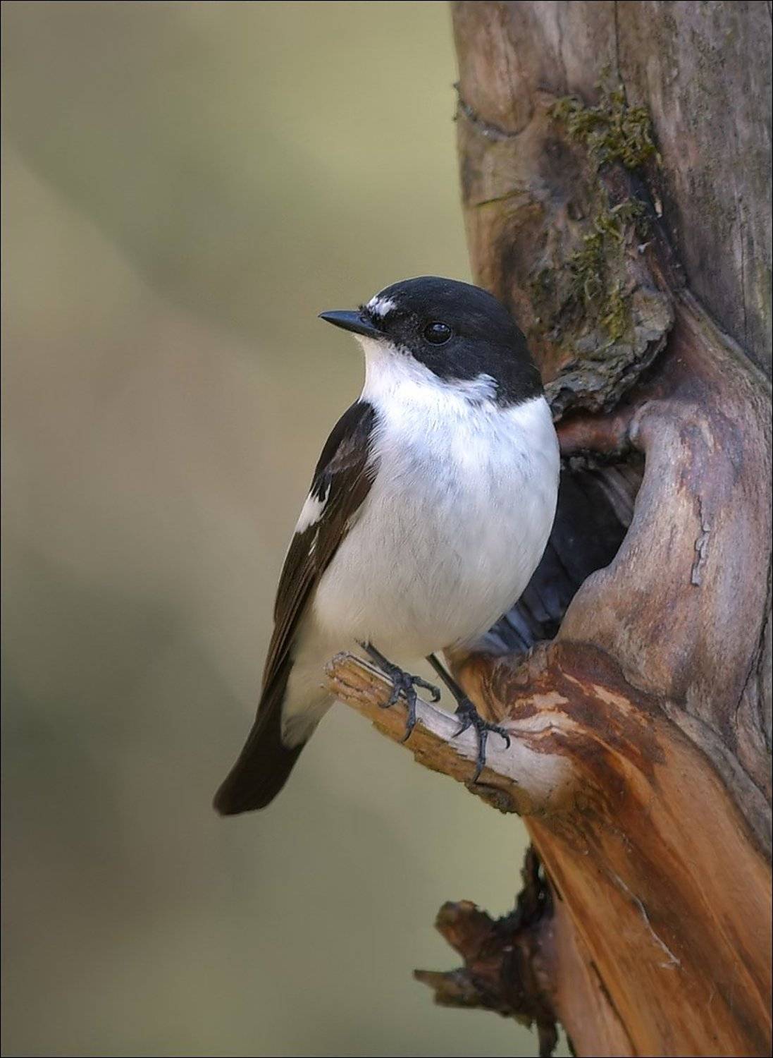 мухоловка-пеструшка, Андрей Медведев