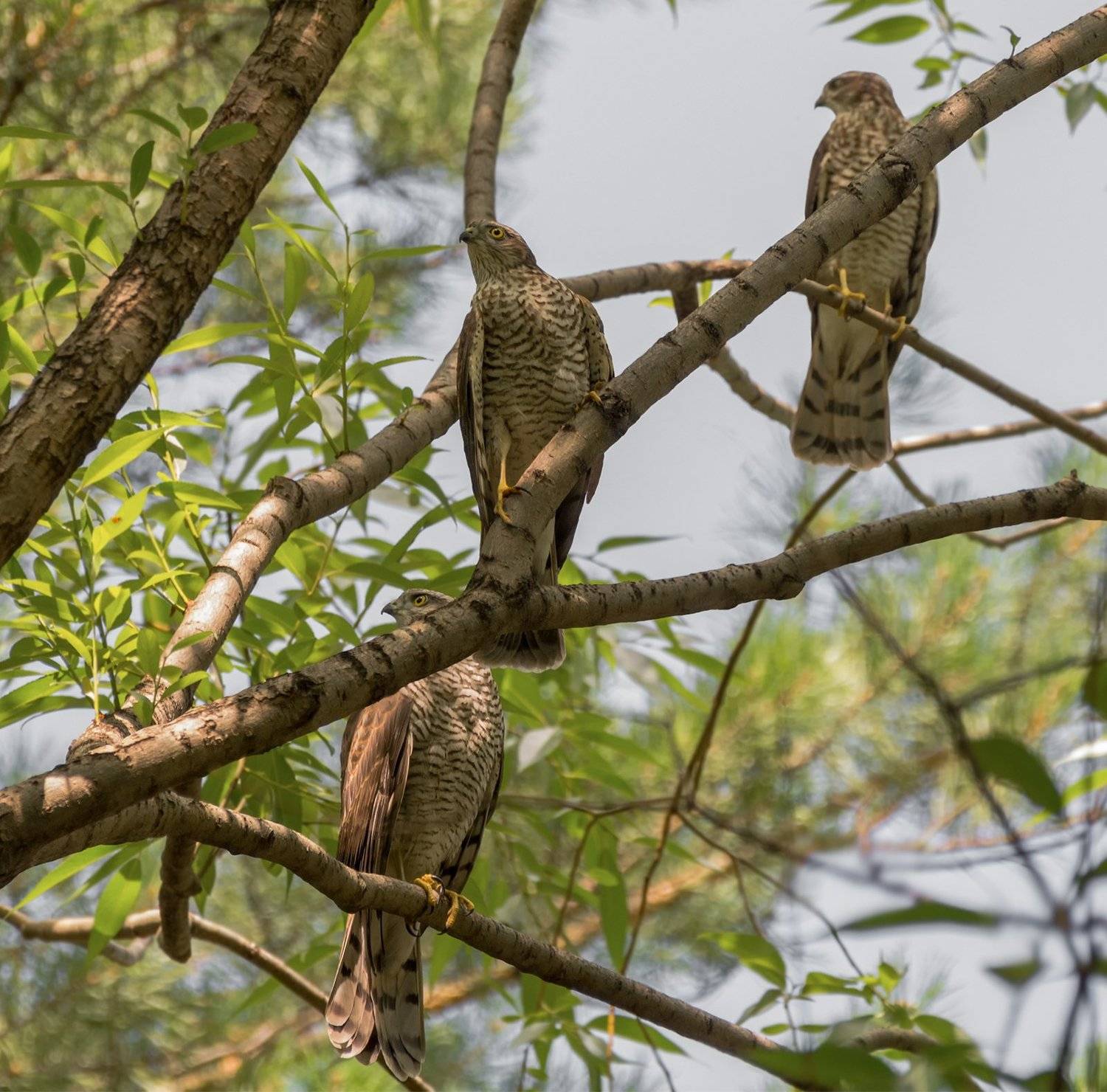 птица, ястреб, слёток, семья,, Марина Мочалова
