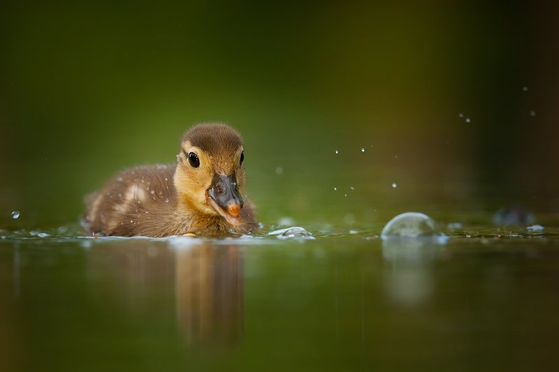 Duckling фото превью