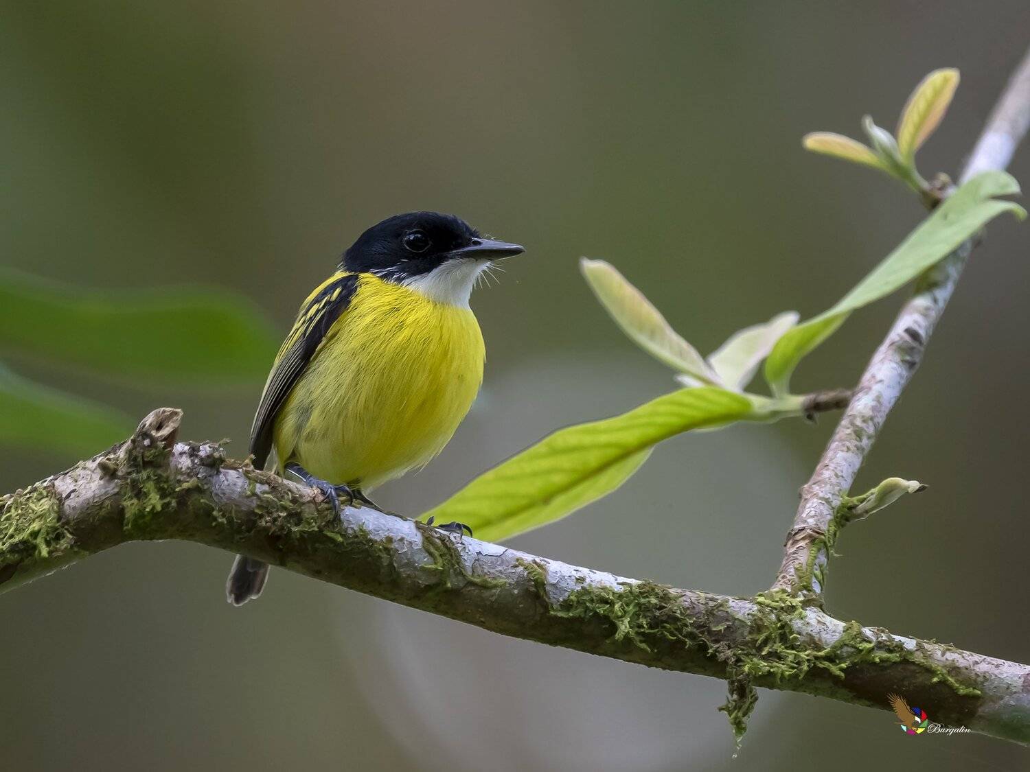 , Fernando Burgalin Sequeira