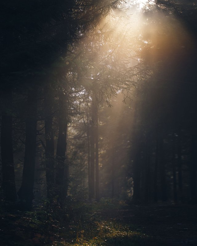 осень, лес, природа, урал, златоуст, туман Луч света в тёмном царстве фото превью