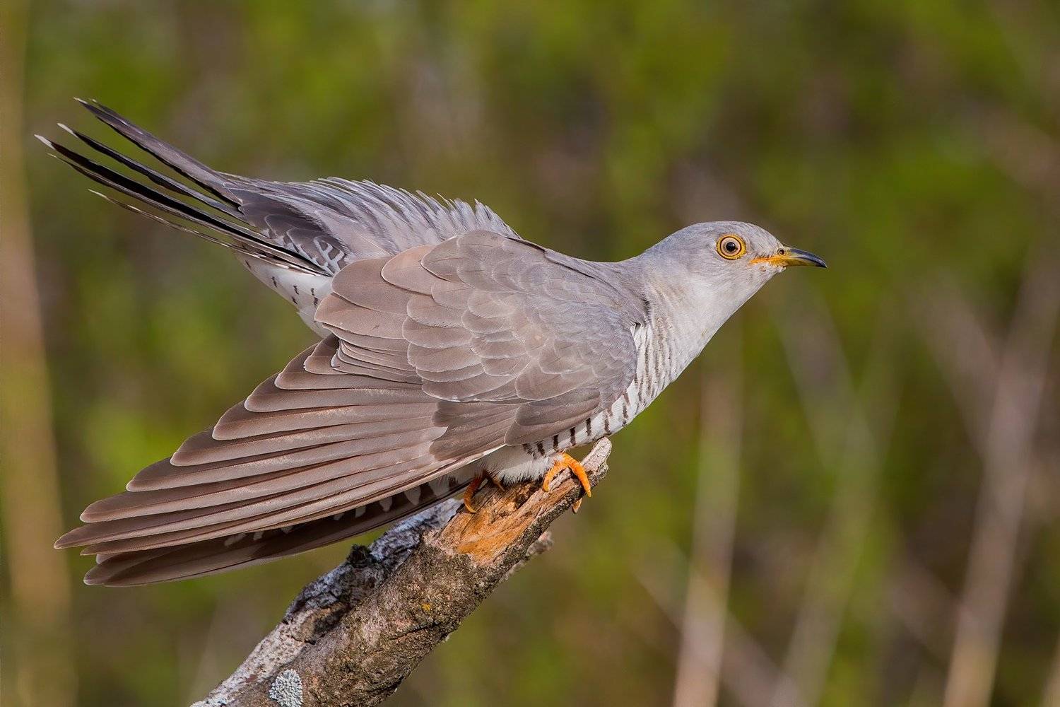 кукушка, птица, bird, cuckoo, Евгений Попов