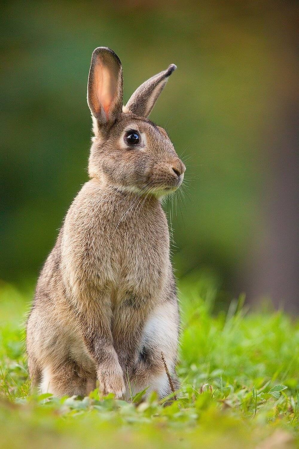 , Robert Adamec