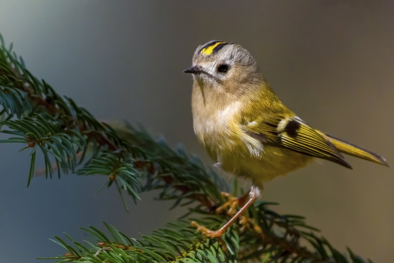 Goldcrest фото превью