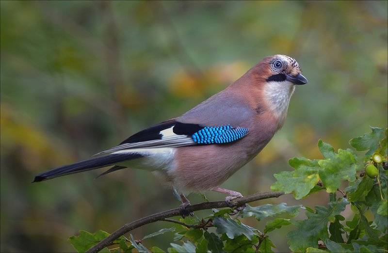сойка Осенью... фото превью