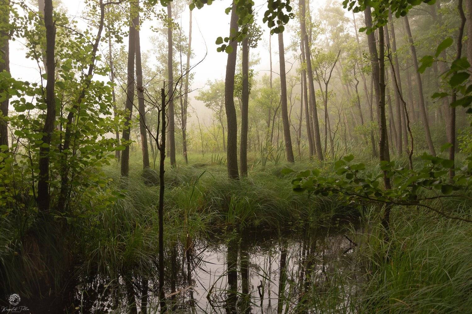 mist, swamps,nature,landscape,water,forest,dawn,light,nikon,Silence,trees,atmosphere, Krzysztof Tollas