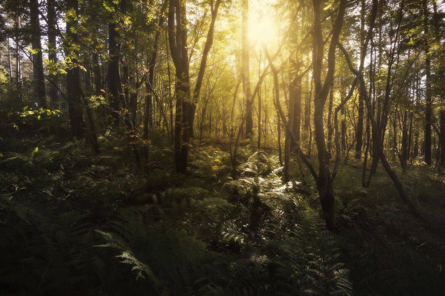 , Андрей Шарапов