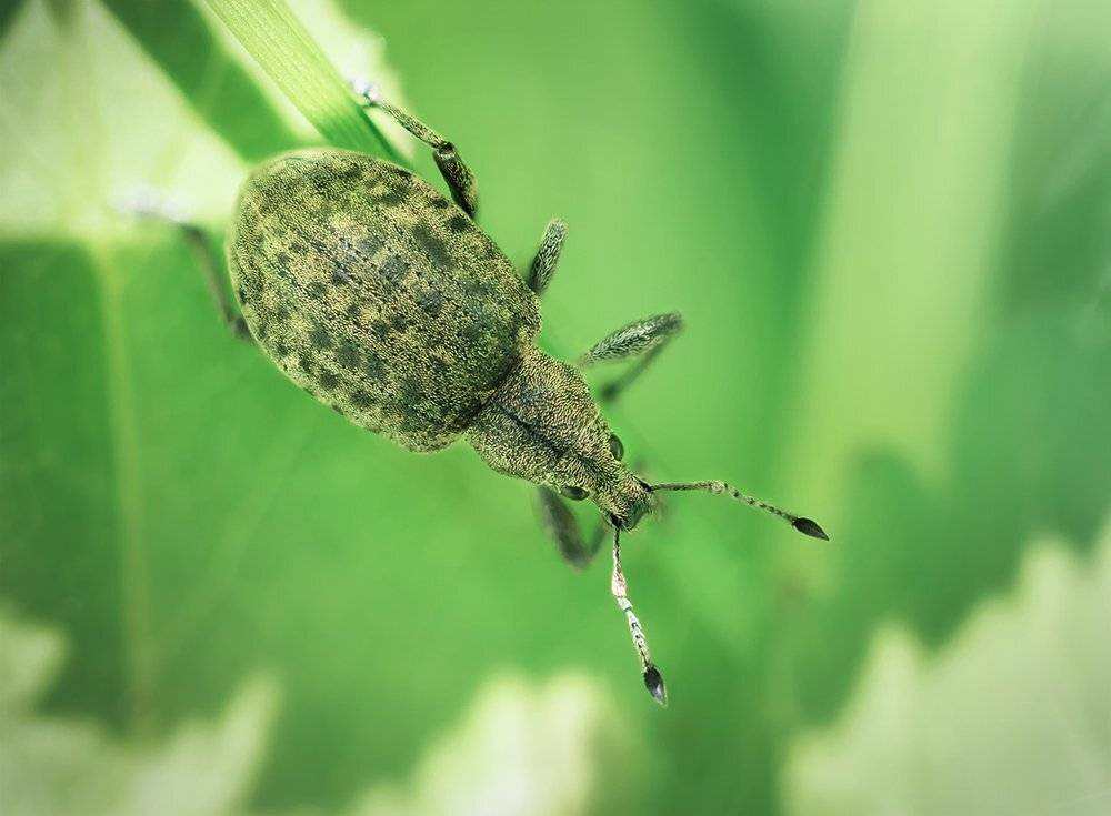 макро, жук, долгоносик, macro, bug, Марина Хилько