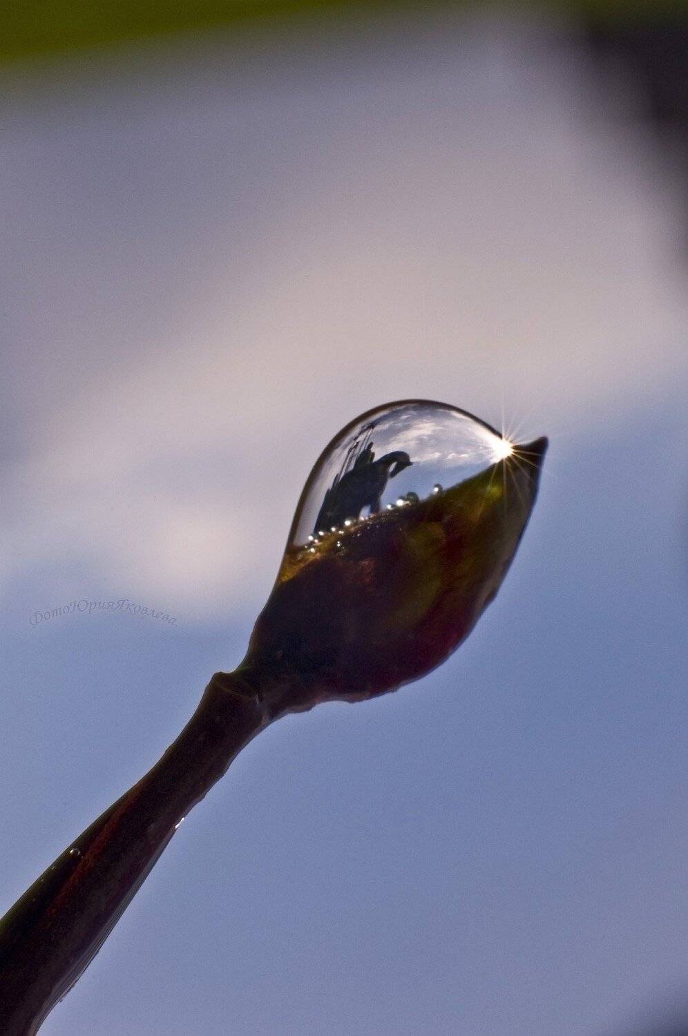 макро, капля, памятник, невский, псков, Юрий Яковлев