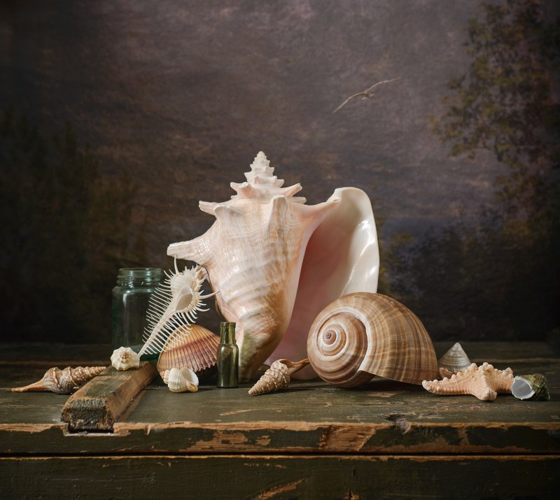 море, ракушки, раковина Мечты о море фото превью