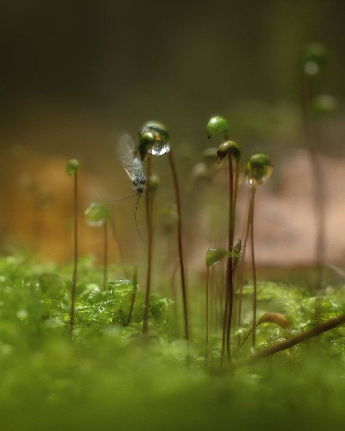 , Николай Андреев