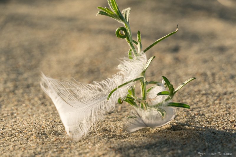 Пёрышки фото превью